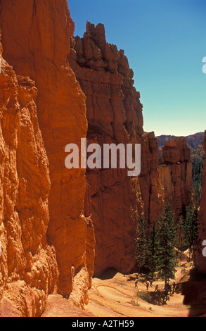 Cheminées de grès rétroéclairé et sapins de Douglas de l'Amphithéâtre de Bryce Canyon Utah USA United States of America Banque D'Images