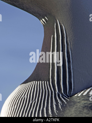 Black-throated diver (Gavia arctica), détail du plumage, à la gorge, Finlande Banque D'Images