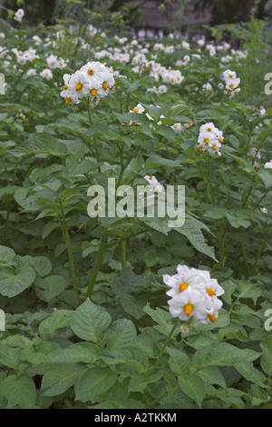 La pomme de terre (Solanum tuberosum), blooming Banque D'Images