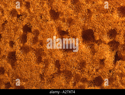 Sponge (format moyen) Banque D'Images