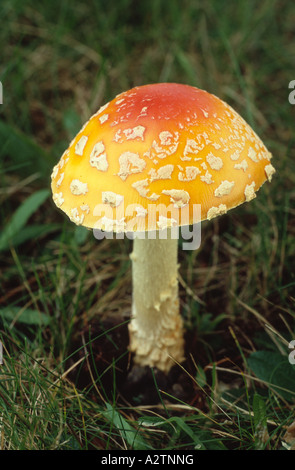 Une mouche de champignons agaric (Amanita muscaria) croissant sur une pelouse de banlieue dans la région de Vermont, New England, USA. Banque D'Images