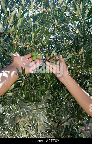 Des gens aux olives Banque D'Images