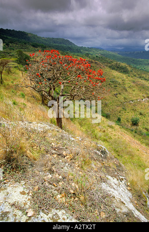 Vue depuis le mont Elgon avec arbuste à fleurs et forêt de montagne, Kenya, Afrique de l'Est Banque D'Images