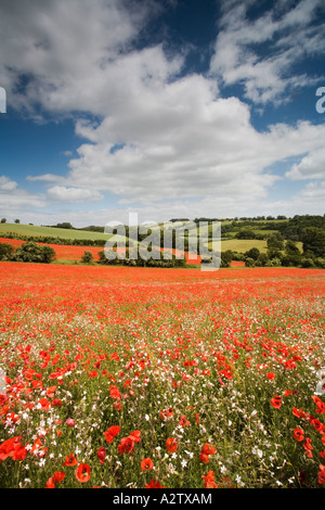 Un champ de coquelicots, marguerites blanches Campion & Oxeye en fleur, Syreford, Gloucestershire Banque D'Images