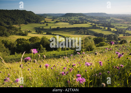 Vue vers Cam long Down depuis Coaley Peak sur le Cotswold Way Gloucestershire, Royaume-Uni Banque D'Images