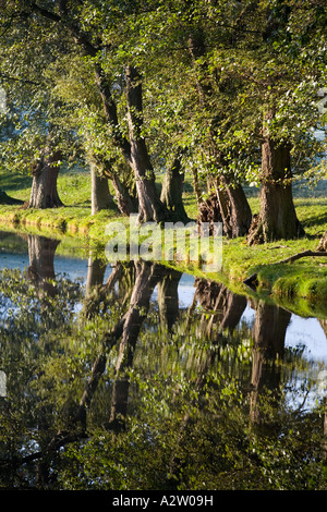 Arbres se reflétant dans l'eau à Talybont-on-Usk, parc national de Brecon Beacons Banque D'Images