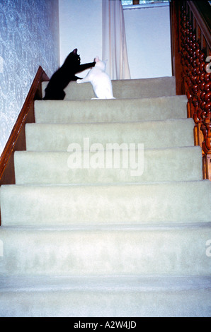 Deux chatons jouant sur des escaliers une noire une blanche Banque D'Images