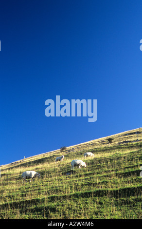 Les moutons se nourrissent de l'herbe sur la colline raide au début matin lumière sous ciel bleu avec mur de pierres sèches lointain et grillage Banque D'Images