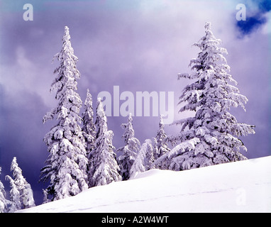 La neige profonde couvre le paysage comme le soleil du matin brise après une nuit de tempête Banque D'Images