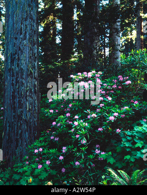 Séquoias imposants surplombent les fleurs colorées des buissons dans rhododendren Redwood National Park en Californie du Nord Banque D'Images