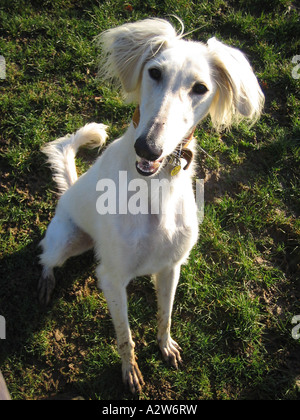 Les chiens à SALUKI Trust rehomning à Newbury Centre, Angleterre Banque D'Images