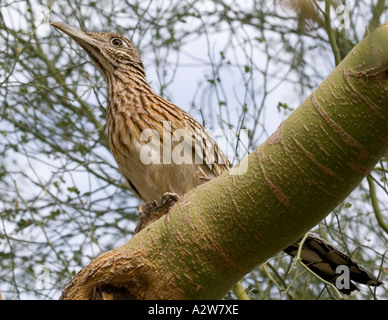 Les jeunes plus Roadrunner perchées dans un arbre Palo Brea Banque D'Images