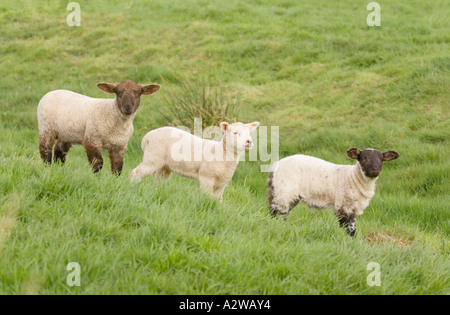 Trois agneaux en file sur le terrain avec le blanc marron et noir fait face à Norfolk UK Banque D'Images