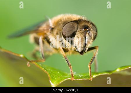 Close Up of Drone Fly Eristalis tenex UK Banque D'Images