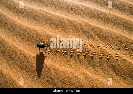 Famille désert Tenebrionid vivent et se nourrissent dans les dunes de sable dans toute l'Afrique du Nord et le désert de Namib Maroc Banque D'Images