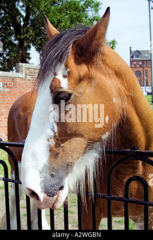 Un Clydesdale cheval lourd à une clôture. Banque D'Images