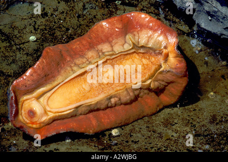 La face inférieure d'un Chiton Gumboot Pacifique géant (Cryptochiton stelleri) le long de la côte ouest du Pacifique de la Colombie-Britannique, Canada Banque D'Images