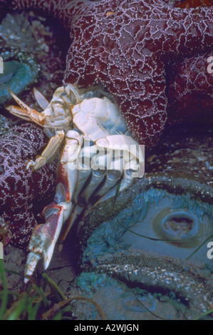 Étoile de mer ocre (Pisaster ochraceus), les anémones vertes géantes (Anthopleura xanthogrammica), et le crabe de l'exosquelette, Pacific Northwest Banque D'Images