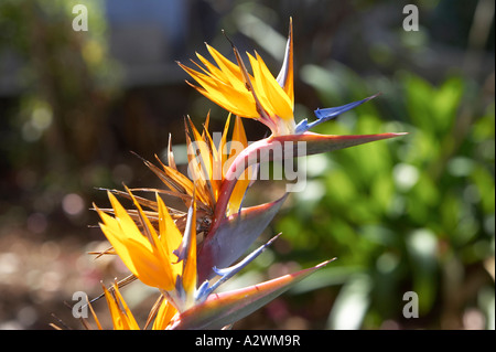 Oiseau du Paradis Strelitzia reginae North Tenerife Espagne Banque D'Images