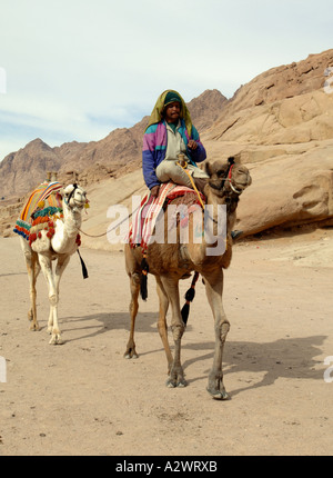 Sur un chameau bédouin au-dessous de la montagne de Sinaï en Egypte Banque D'Images