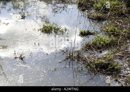 Frog Pond frayer dans [2], Kruger National Park (Manyeleti Game Reserve), Afrique du Sud Banque D'Images