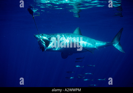 Grand requin blanc Carcharodon carcharias manger du poisson de l'océan Pacifique en Californie USA Farallon Island San Francisco Bay Banque D'Images