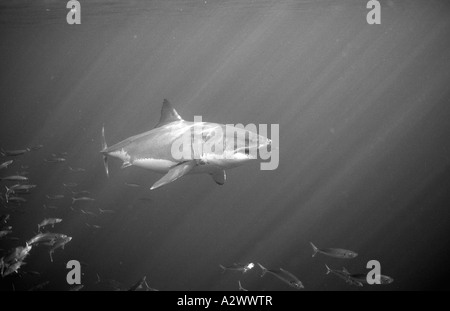 Grand requin blanc Carcharodon carcharias États-unis Californie Océan Pacifique Farallon Island San Francisco Bay Banque D'Images