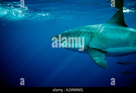 Grand requin blanc Carcharodon carcharias États-unis Californie Océan Pacifique Farallon Island San Francisco Bay Banque D'Images