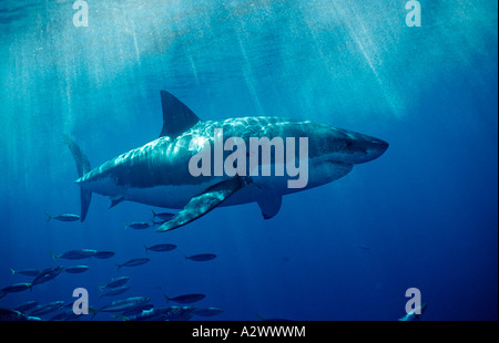 Grand requin blanc Carcharodon carcharias États-unis Californie Océan Pacifique Farallon Island San Francisco Bay Banque D'Images