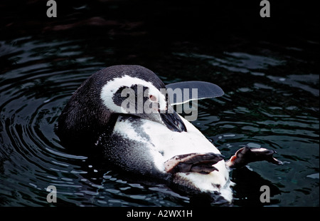 Magellanic Penguin Spheniscus magellanicus Grande-bretagne Îles Malouines Océan Atlantique Banque D'Images