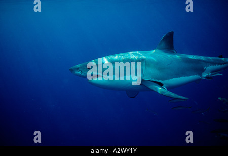 Grand requin blanc Carcharodon carcharias Australie récifs dangereux Neptune Island Banque D'Images