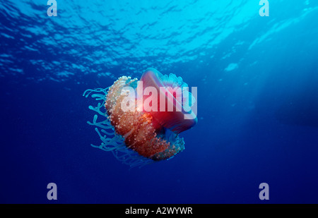 Crown jellyfish Netrostoma setouchina Afrique Egypte Sinai Ras Mohammed Mer Rouge Banque D'Images