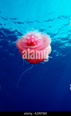 Crown jellyfish Netrostoma setouchina Afrique Egypte Sinai Ras Mohammed Mer Rouge Banque D'Images