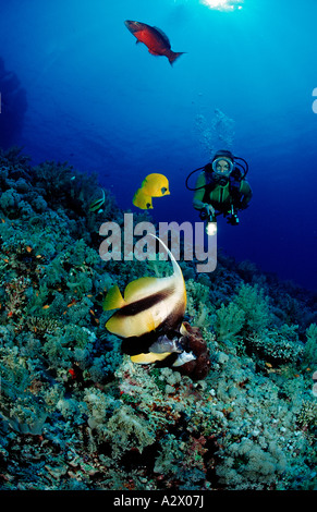 Scuba Diver et Mer Rouge Bannerfishes Heniochus intermedius Afrika Elphinstone Reef Egypte Mer Rouge Banque D'Images