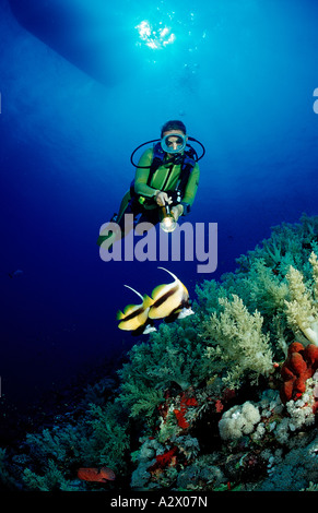 Scuba Diver et Mer Rouge Bannerfishes Heniochus intermedius Egypte Afrika Elphinstone Reef Rotes Meer Banque D'Images