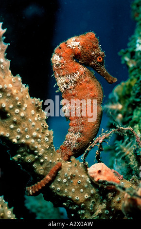 Longsnout Seahorse Hippocampus reidi Caraïbes Antilles néerlandaise de la mer des Caraïbes de l'île de Saba Banque D'Images