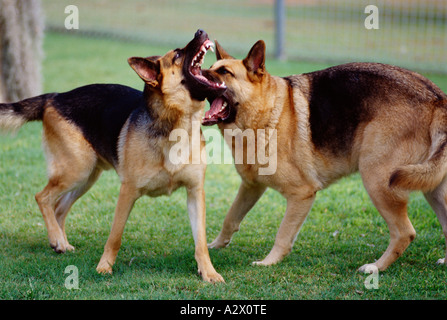 Les chiens de l'extérieur. Berger Allemand / alsacien. Jouer les combats. Banque D'Images