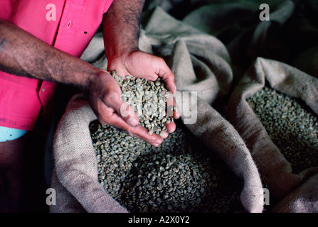 L'Australie. Le nord de la Nouvelle-Galles du Sud. Close up of farmer's hands avec des grains de café fraîchement récolté. Banque D'Images