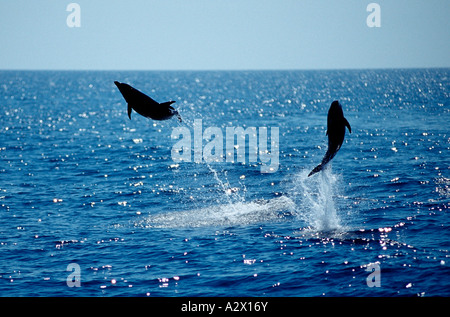 Deux dauphins communs saut Delphinus delphis Mexique Mer de Cortez Baja California La Paz Banque D'Images