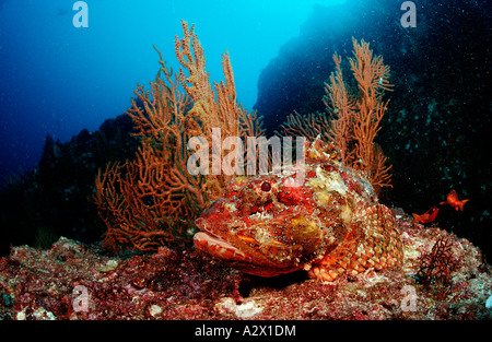 Scorpionfish Scorpaena plumieri mystes Pierre Mer de Cortez au Mexique Basse Californie La Paz Banque D'Images