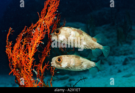 Deux Balloonfishes Diodon holocanthus Mer de Cortez au Mexique Basse Californie La Paz Banque D'Images