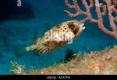 Balloonfish Diodon holocanthus Mer de Cortez au Mexique Basse Californie La Paz Banque D'Images