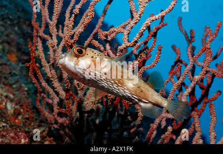 Balloonfish Diodon holocanthus Mer de Cortez au Mexique Basse Californie La Paz Banque D'Images