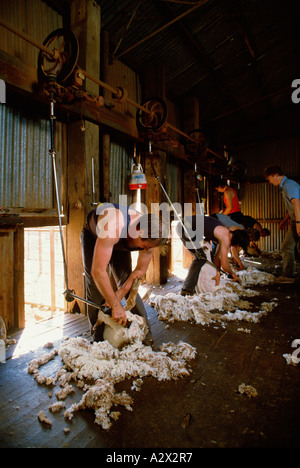 L'Australie. Les hommes dans la tonte des moutons. Banque D'Images