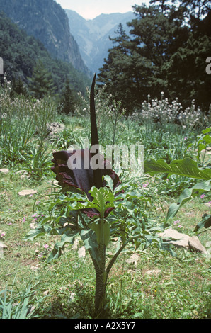 Arum Dracunculus vulgaris Dragon Crete Grèce Banque D'Images