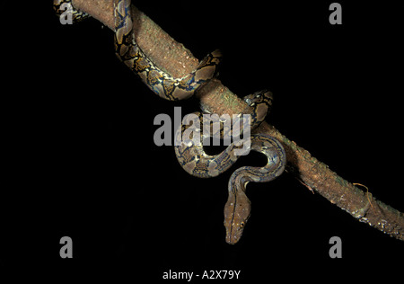 Python réticulé, Python reticulatus, sur un arbre, Danum Valley Bornéo en Malaisie. Banque D'Images