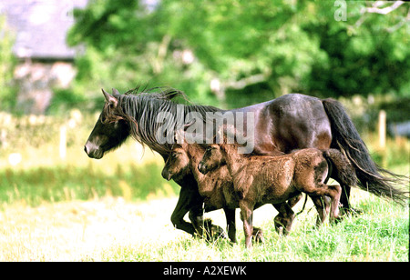 Wild Poney Fell Twins avec Mare, dans la région de Lake District de l'Angleterre. Banque D'Images