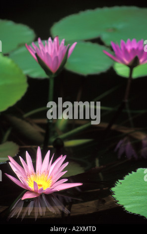 La Thaïlande de lotus bleu égyptien le nil blooming lily bleu Banque D'Images