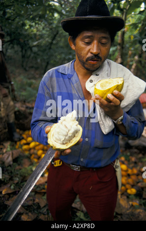 Un travailleur de la plantation est titulaire d'une cabosse il vient de couper pour révéler les haricots. Ce seront traitées pour faire du chocolat, province de Bahia Brésil Banque D'Images