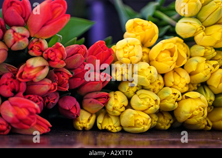 Fleurs de tulipe vu de face sur le marché aux fleurs au printemps Banque D'Images